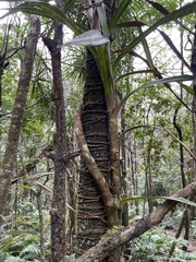 Freycinetia arborea