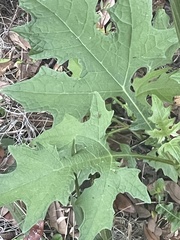 Smallanthus uvedalia