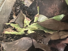 Pulchriphyllium giganteum