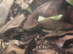 Pulchriphyllium giganteum