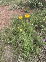 Xerochrysum bracteatum