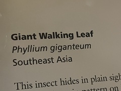 Pulchriphyllium giganteum