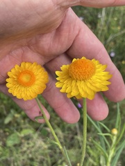 Xerochrysum bracteatum
