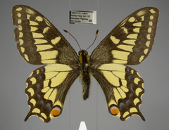 Papilio machaon aliaska