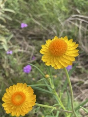 Xerochrysum bracteatum