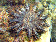 Acanthaster planci