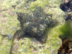 Asterina