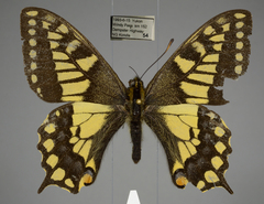 Papilio machaon aliaska
