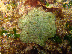 Asterina