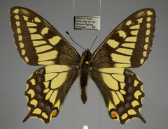 Papilio machaon aliaska
