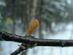 Macrotyphula contorta