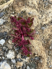 Rumex acetosella