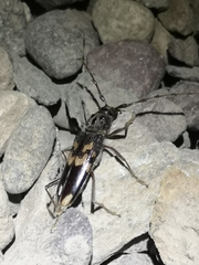 Phoracantha semipunctata