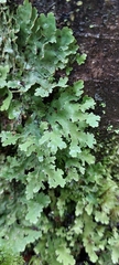 Pseudocyphellaria glabra