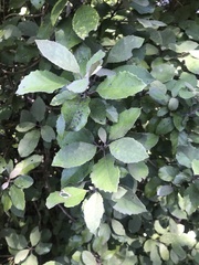 Hedycarya arborea