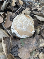 Amanita velosa
