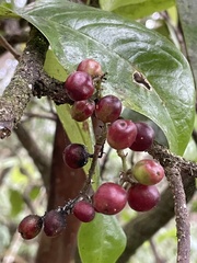 Antidesma platyphyllum