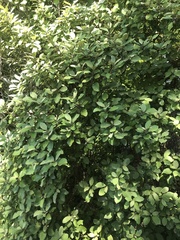 Hedycarya arborea