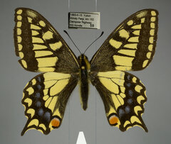 Papilio machaon aliaska