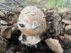 Amanita velosa