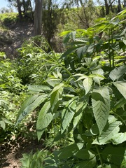 Sambucus gaudichaudiana