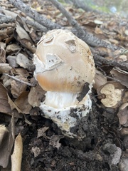 Amanita velosa