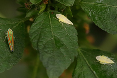 Graphocephala versuta