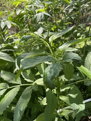 Sambucus gaudichaudiana