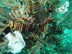 Crinoidea