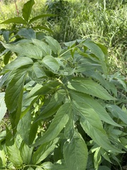 Sambucus gaudichaudiana