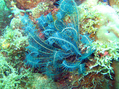 Crinoidea