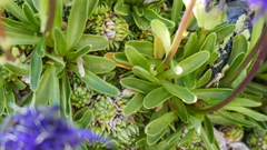 Phyteuma globulariifolium