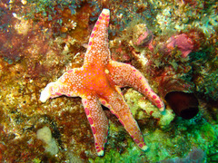 Neoferdina cumingi
