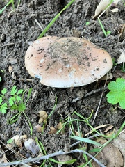 Hygrophorus nemoreus raphaneus