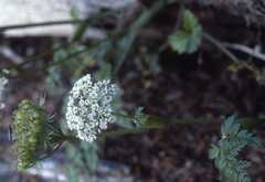 Conioselinum
