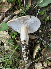 Hygrophorus nemoreus raphaneus
