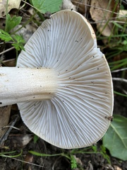Hygrophorus nemoreus raphaneus