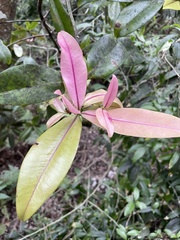 Myrsine lessertiana