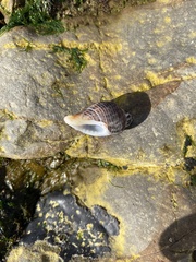 Acanthinucella