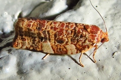 Choristoneura houstonana