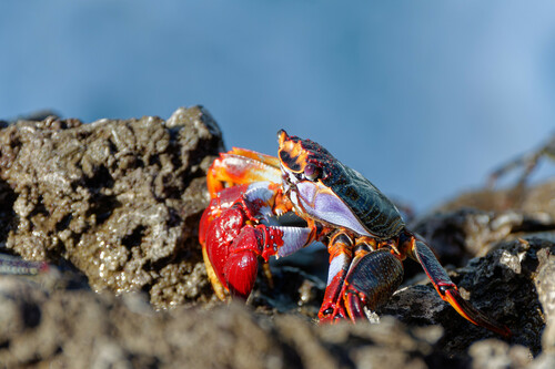 East Atlantic Sally Lightfoot Crab, Porto Moniz, Portugal, photo 10 of 10