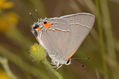 Strymon melinus franki