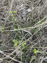 Ranunculus pumilio