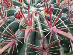 Ferocactus latispinus