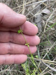 Ranunculus pumilio