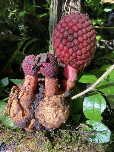 Corynaea crassa (Corynaea crassa)