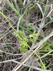 Ranunculus pumilio