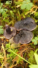 Hydnellum fuscoindicum