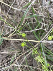 Ranunculus pumilio