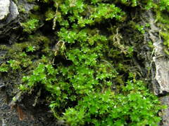 Ptychostomum moravicum